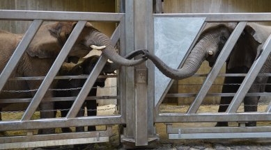german zoo elephant reunion, mother elephant reunited with daughter, elephant reunion extended trunks, viral news, indian express