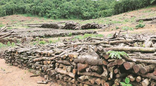 Trees felled for a substation site in Mollem, Goa. (Express photo by Smita Nair)