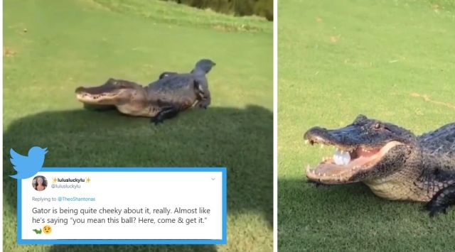 Video of an alligator holding onto a golf ball triggers hilarious ...