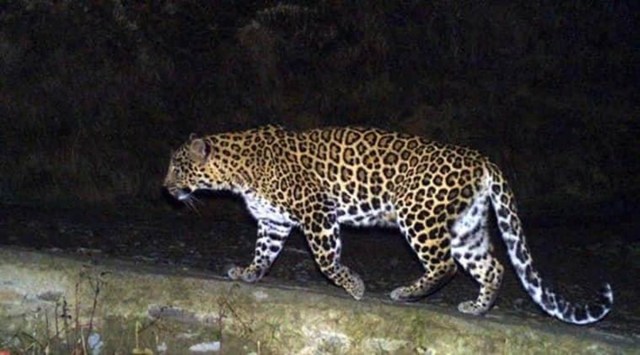 Student attacked by leopard while attending online classes in open ...