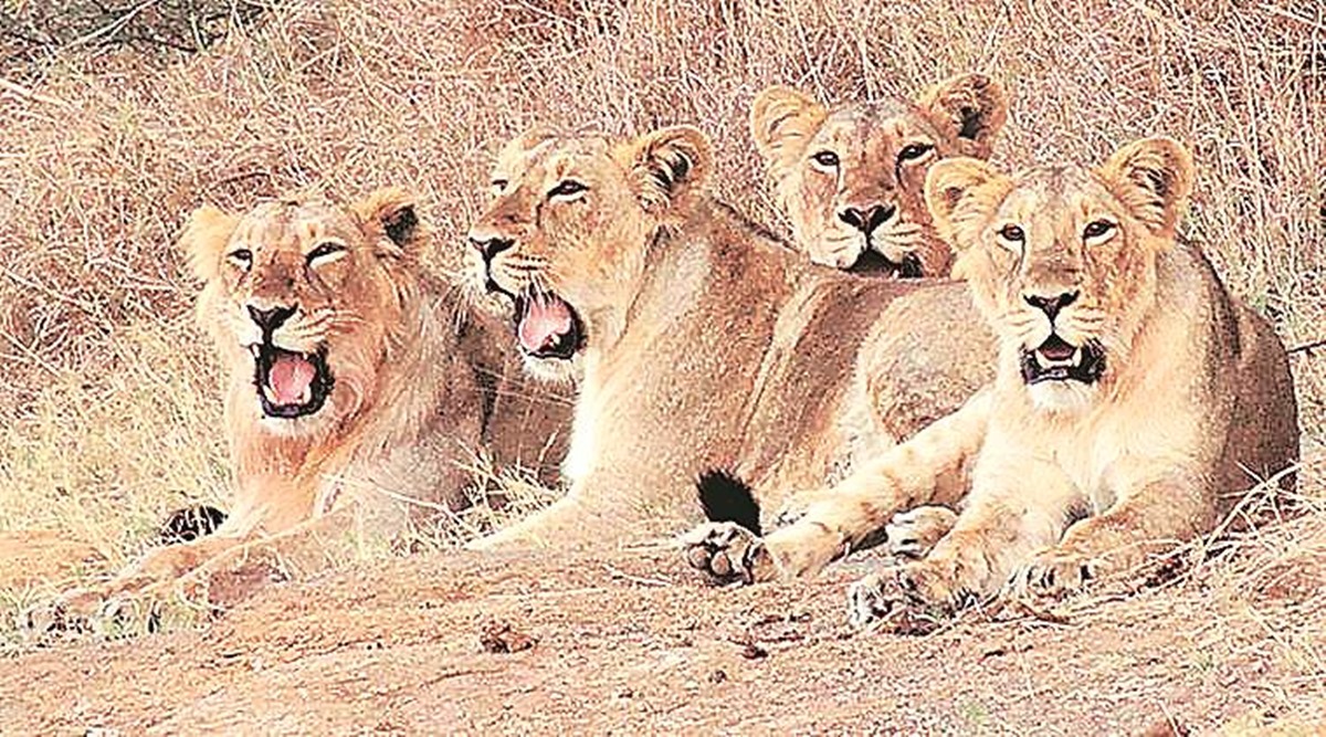 Asiatic lions, gujarat Asiatic lions, gujarat Asiatic lions translocation, gujarat Asiatic lions transfer to madhya pradesh, indian express news