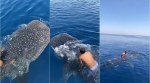 whale shark, man rides on whale shark, saudi man rides on whale shark, man sits on whale shark, odd news, saudi arabia news, viral videos, indian express,