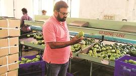 mango varieties, Dussehri, Langra, Chausa, mango king of fruits, Alphonso, Kesar, Banganapalli, UP mangoes grown abroad, mangoes in international market, UP mangoes international market, Agricultural & Processed Food Products Export Development Authority