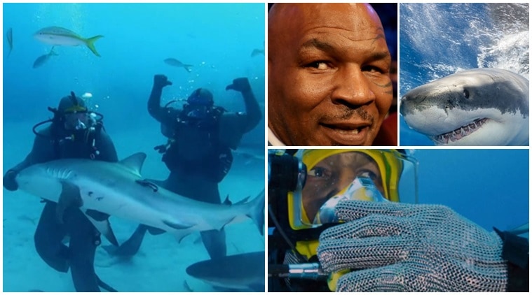 mike tyson, mike tyson vs shark, mike tyson fights shark video, mike tyson news, shark week, shark vs mike tyson fight, sports news