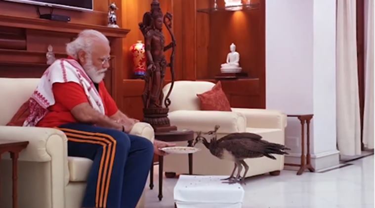 PM Narendra Modi feeds peacock viral video, PM Narendra Modi treding,