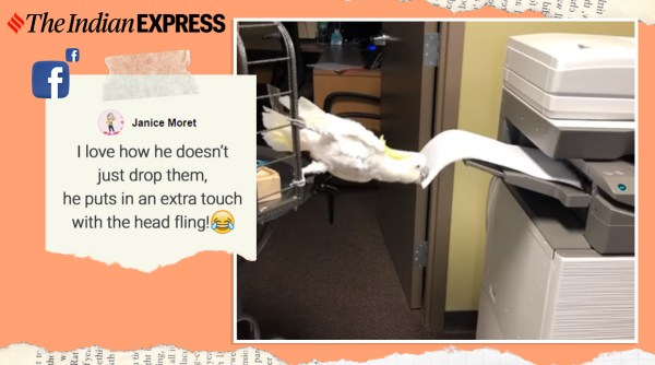Cincinnati Zoo & Botanical Garden, Cincinnati Zoo birds, Cincinnati Zoo cuckatoo office assistant, zoo bird throws paper off copier, viral video, funny birds video, indian express