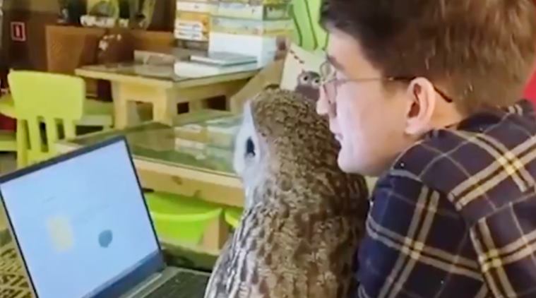 owl in cafes Russia, own viral video, owl cafe trending, 