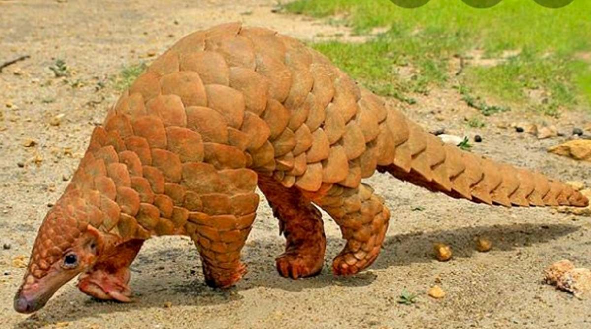 Over 1,200 pangolins poached, trafficked in India during 2018-22: Report |  Cities News,The Indian Express