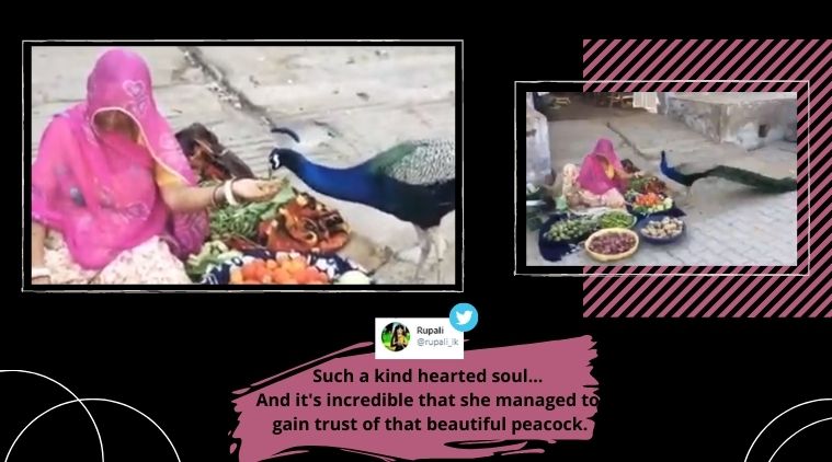 peacock, Woman feeding peacock, Peacock videos, Viral video, Trending news, Indian Express news