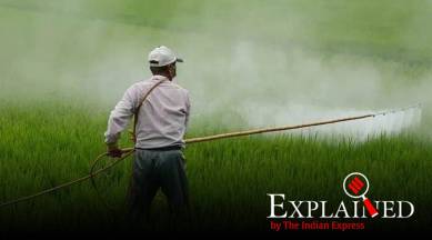 Punjab, Punjab farmers, punjab pesticide use on crops, punjab crops, indian express