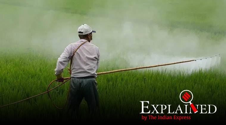 Punjab, Punjab farmers, punjab pesticide use on crops, punjab crops, indian express