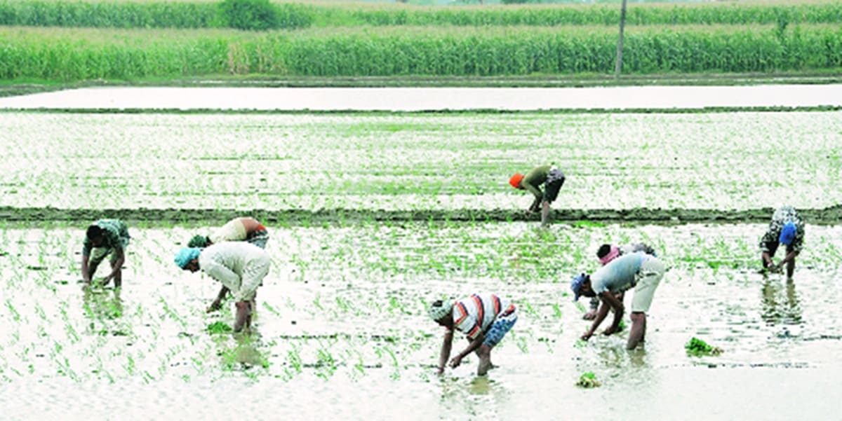 ‘Farm power subsidy regressive, limits Punjab’s ability to spend on development’