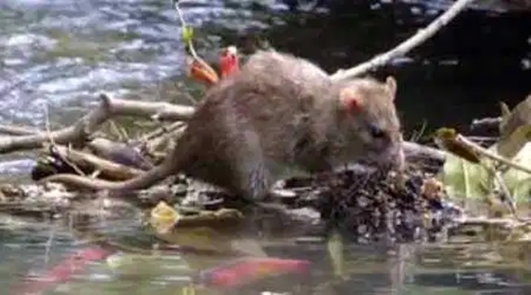 Mumbai monsoon, mumbai rains, mumbai rain diseases, leptospirosis in mumbai, mumbai water logging, leptospirosis, indian express news