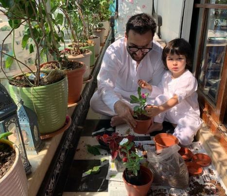 saif taimur planting