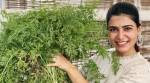samantha akkineni, milk on plants
