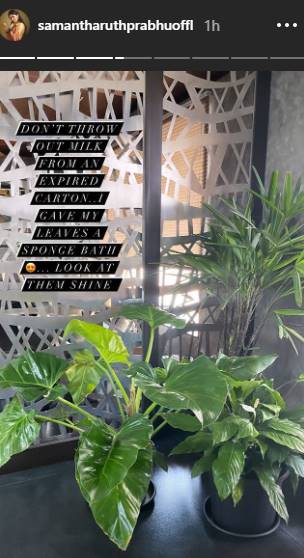milk for plant care
