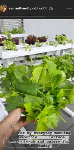 microgreens