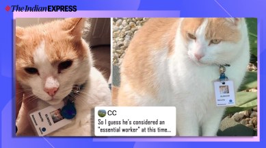 hospital hires cat as security officer, Australia hospital hires cat as security guard, Epworth Hospital, cute cat, viral cats, trending, indian express, indian express news