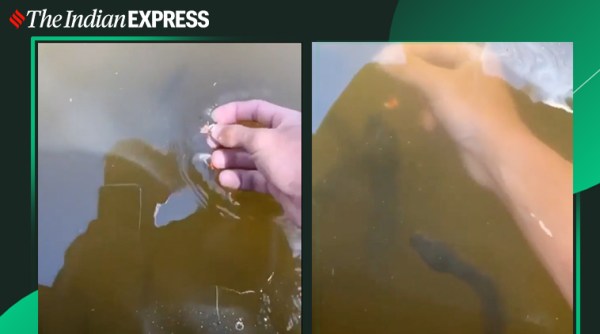 snake, snake viral video, snake trending, rattle snake, snake appears in water viral video, trending, indian express, indian express news