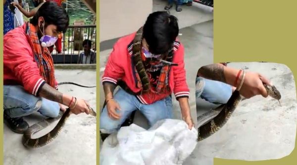 snake, King Cobra rescue viral video, Nainital, Nainital king cobra rescue video twitter, trending, indian express,