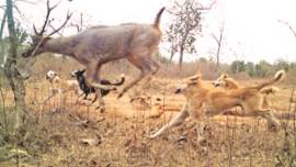What camera traps saw during survey: More domestic dogs than tigers in major reserves