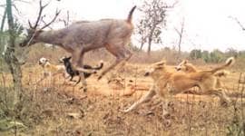 What camera traps saw during survey: More domestic dogs than tigers in major reserves