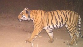 Chandrapur tiger, Chandrapur tiger kill, nagpur forest dept, Chandrapur tiger capture, indian express news