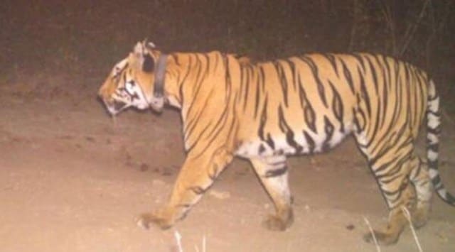 Chandrapur tiger, Chandrapur tiger kill, nagpur forest dept, Chandrapur tiger capture, indian express news