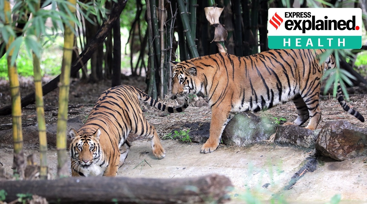 A tiger at New York’s Bronx Zoo tested positive for Covid-19 in April. (Express Photo: Arul Horizon/Representational). 