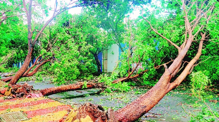 mumbai rains, mumbai rain damage, mumbai tress uprooted, tress uprooted due to heavy win, heavy winds in mumbai, indian express news