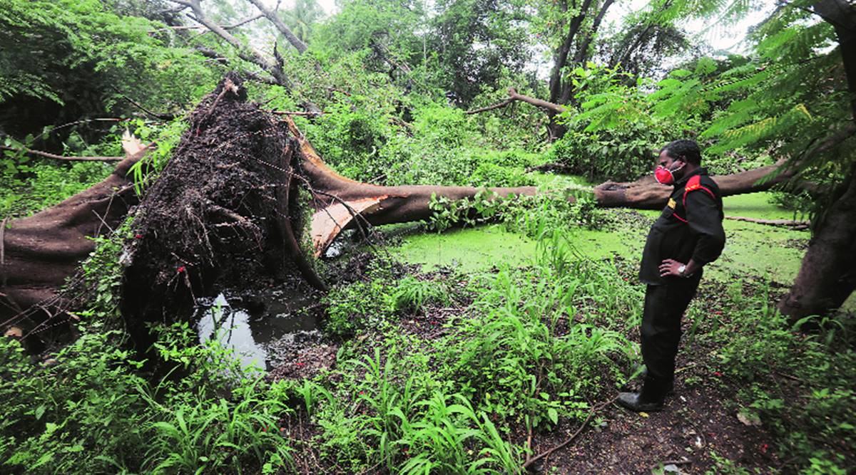 Fallen Trees In Backyard Flooded Driveway Railway Work Burdens Senior Citizen Cities News The Indian Express