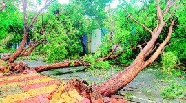 mumbai mosnoon, mumbai rains, mumbai tress uproot, bmc, uprooted tress replant, mumbai weather, indian express news