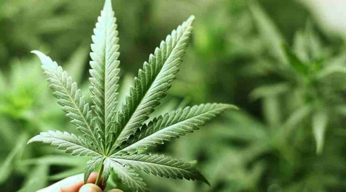 pune crime news, pune man arrested with marijuana, man with e pass arrested with 20 kg marijuana, pune man marijuana, indian express news