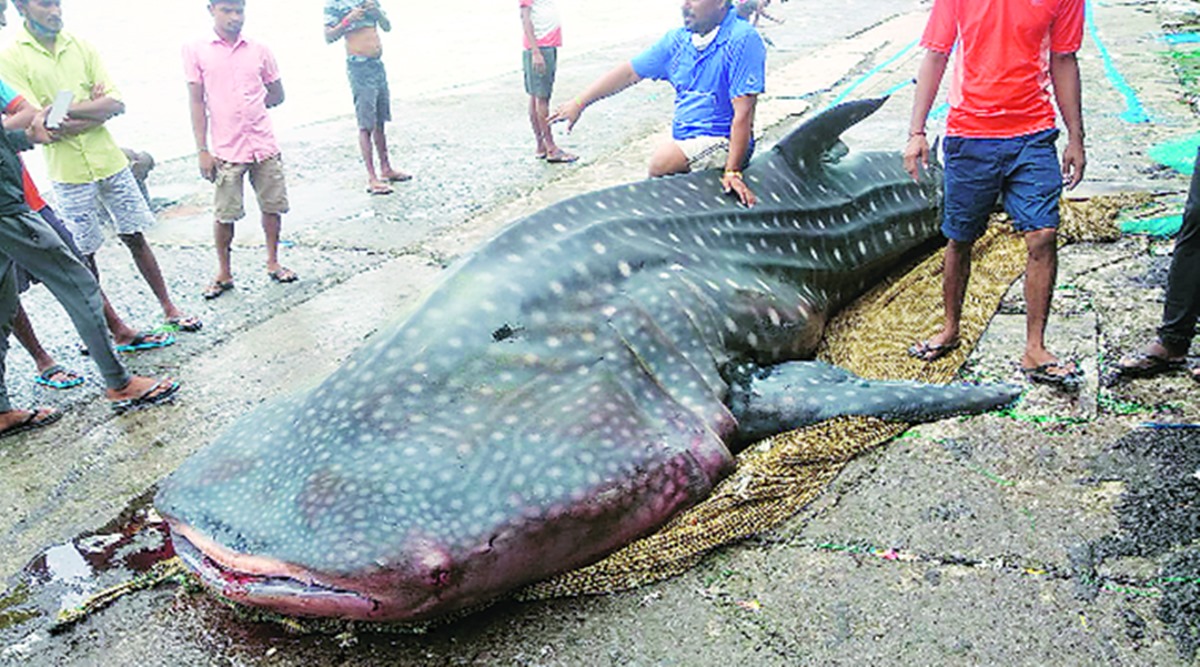 whale shark mumbai, Sassoon Dock shark, Sassoon Dock whale, shark found in mumbai, mumbai city news