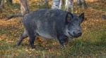 wild boar snatch nudist laptop, german nudist chase boar, nudist run after boar viral photo, bizarre news, viral news, odd news, indian express