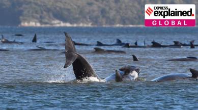 australia whales death, whales, stranded whales australia beach, whales death australia, australia whales, indian express