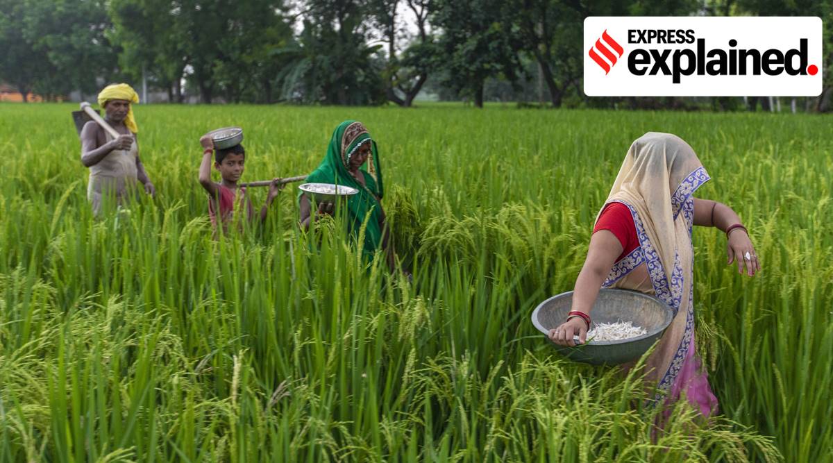 Farmers walk through a paddy filed as they return after the day's work in Prayagraj (AP)