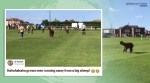 Alpaca, Alpaca videos, Alpaca football match New Yorkshire, Alpaca in football pitch, Alpaca halts football game, Ilkley Town , Viral video, Trending news, Indian Express news.