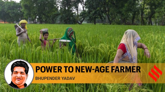 Farmers walk through a paddy filed as they return after the day's work in Prayagraj (AP)