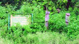 Berwala Bird Safari, Wildlife Sanctuary, Panchkula news, Haryana news, Indian express news