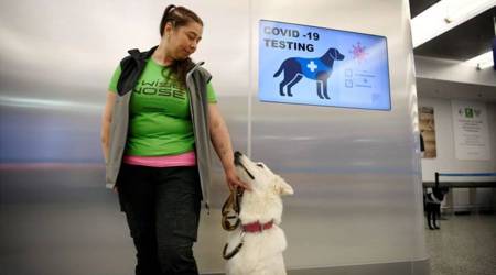 coronavirus test, Nose for coronavirus test, Dog nose for Covid test, world news, Indian express