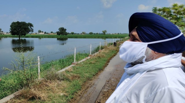 Fazilka, Rains, Crop Damage, Farmers
