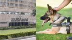 iit delhi, iit delhi jobs, dog handler job iit delhi, dog handler job notice viral, job vacancy, latest govt job vacancy notice, viral news, delhi news, indian express