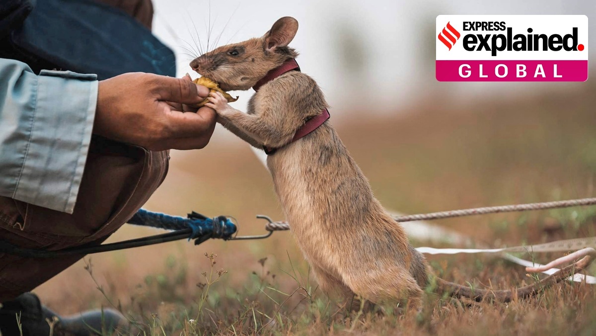 Magawa, a mine-sniffing rat, is pictured in Siem Reap, Cambodia, in this undated handout picture provided to Reuters on September 25, 2020.(PDSA UK/Handout via Reuters)