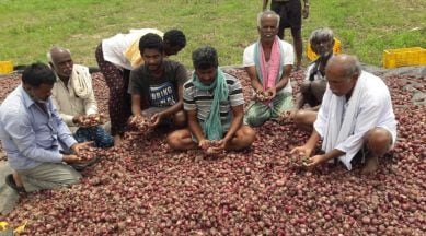 'Bangalore Rose' onion growers seek exemption from export ban | India News  - 