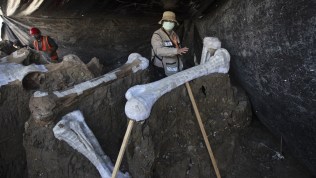 Watch: Mammoth skeletons found at Mexico airport site