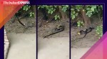 mongoose attacks snake viral video, mongoose snake fight trending, mongoose eats snake trending viral video, trending, indian express, indian express news