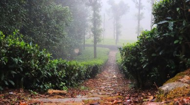 nilgiris, nilgiris landslides, kerala landslides, nilgiris tea plantation landslides, indian express