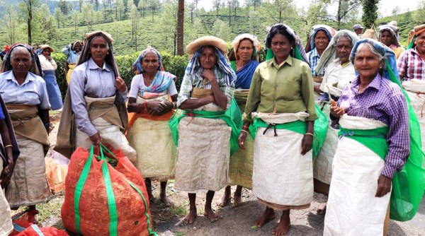 nilgiris, nilgiris landslides, kerala landslides, nilgiris tea plantation landslides, indian express