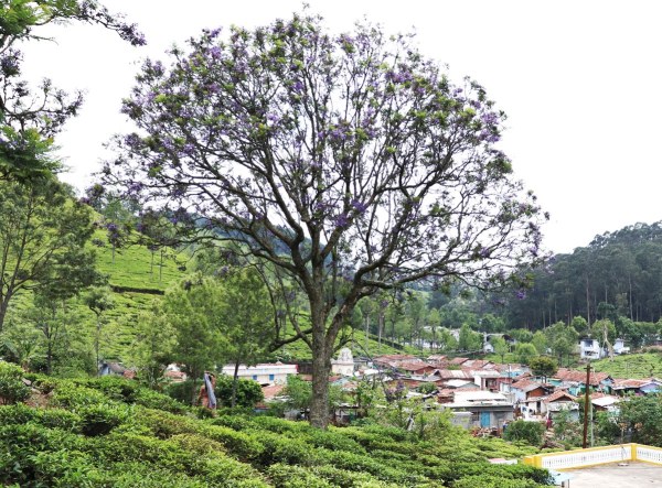 nilgiris, nilgiris landslides, kerala landslides, nilgiris tea plantation landslides, indian express